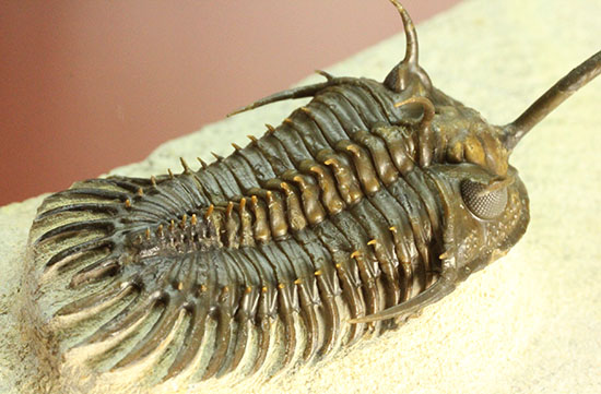 最も人気のある三葉虫の一つ、ワリセロプス・ロングフォークの極上品。マニア垂涎の逸品です。/古生代デボン紀（4億1000万 -- 3億6700万年前）【tr467】