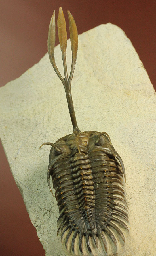 最も人気のある三葉虫の一つ、ワリセロプス・ロングフォークの極上品。マニア垂涎の逸品です。/古生代デボン紀（4億1000万 -- 3億6700万年前）【tr467】
