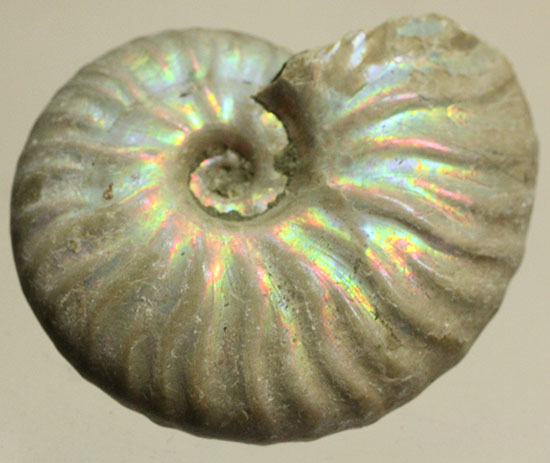 白亜紀のイリデッセンス（iridescence）アンモナイト化石（その11）