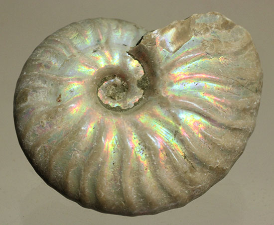 白亜紀のイリデッセンス（iridescence）アンモナイト化石（その2）