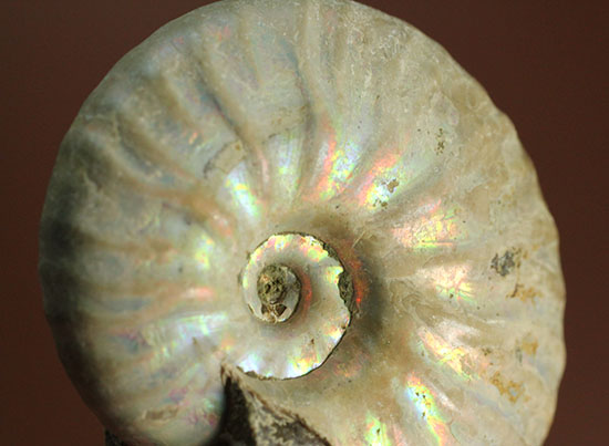 白亜紀のイリデッセンス（iridescence）アンモナイト化石（その4）
