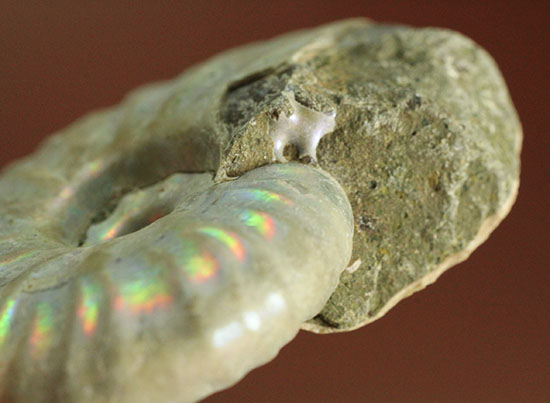 白亜紀のイリデッセンス（iridescence）アンモナイト化石（その9）