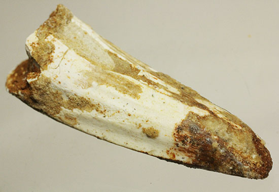 白亜紀の肉食恐竜、スピノサウルス(Spinosaurus)歯化石(その10)