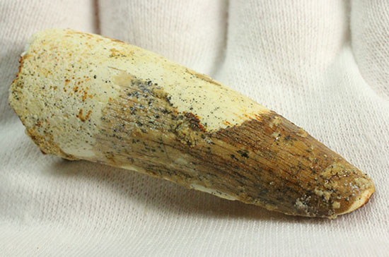 白亜紀の肉食恐竜、スピノサウルス(Spinosaurus)歯化石(その11)