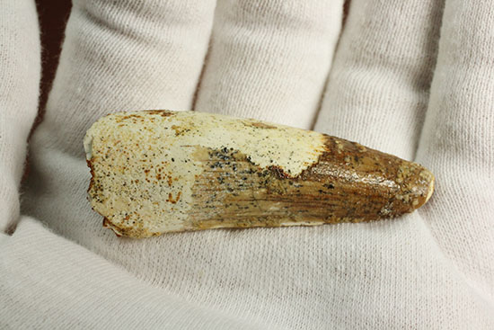 白亜紀の肉食恐竜、スピノサウルス(Spinosaurus)歯化石(その13)