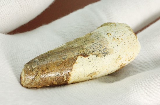 白亜紀の肉食恐竜、スピノサウルス(Spinosaurus)歯化石(その6)