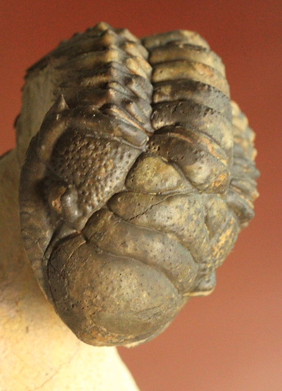 芋虫三葉虫こと、クロタロセファルス・ギッブスのエンロール（防御態勢）標本です。/古生代デボン紀（4億1000万 -- 3億6700万年前）【tr469】