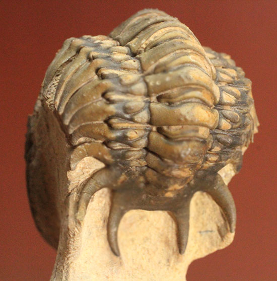 芋虫三葉虫こと、クロタロセファルス・ギッブスのエンロール（防御態勢）標本です。/古生代デボン紀（4億1000万 -- 3億6700万年前）【tr469】