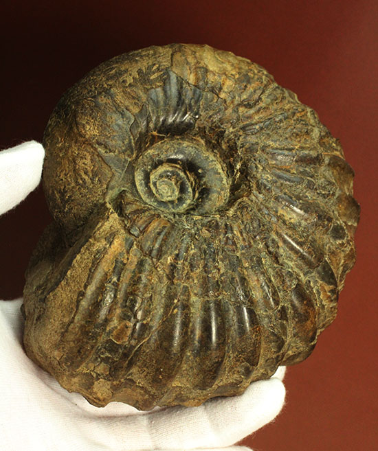 外殻の​肋（ろく）が印象的なManteliceras japonicum　二本木コレクション　北海道アンモナイト化石（その1）