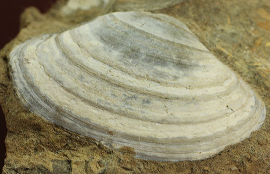 カラーバンドが保存された希少な二枚貝の化石。北海道宗谷岬で採取された二本木コレクション。/新生代第三紀（6500万 -- 260万年前）【an930】