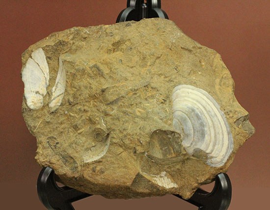 カラーバンドが保存された希少な二枚貝の化石。北海道宗谷岬で採取された二本木コレクション。/新生代第三紀（6500万 -- 260万年前）【an930】