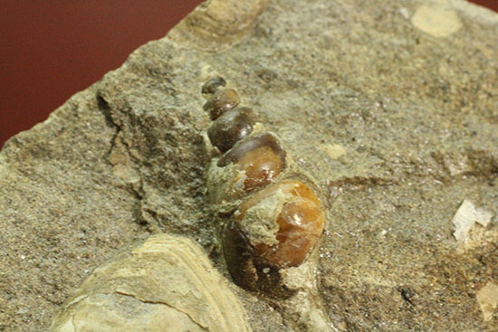二本木認定コレクション！北海道羽幌産白亜紀カンパニアン期の巻き貝＆二枚貝化石（その5）