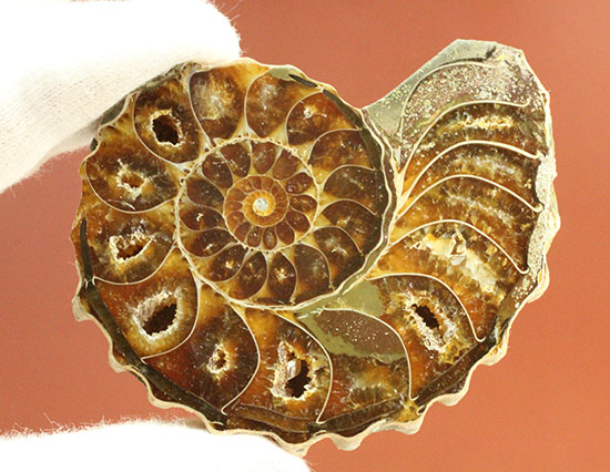 外殻も見どころあり。波打つ縁取りがデザイン性あふれる、アンモナイトハーフカット化石(Ammonite)（その10）