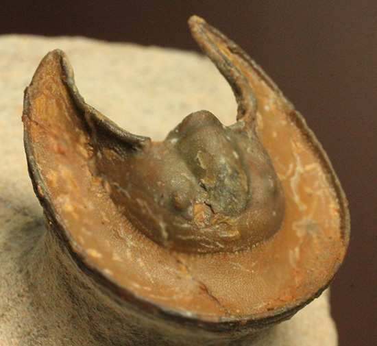 帽子を被っているかのよう特徴的な頭部を持つ、レア三葉虫、エオハルペス(Eoharpes sp.)/古生代デボン紀（4億1000万 -- 3億6700万年前）【tr471】