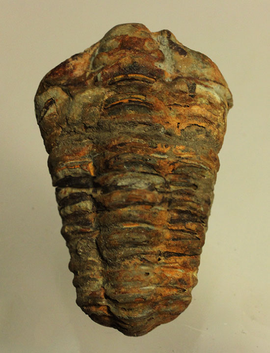 太くうねった体節が特徴です。オルドビス紀三葉虫、カリメネ(Calymene sp.)/古生代オルドビス紀（5億500万 -- 4億4600万年前）【tr475】