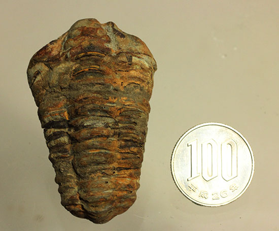 太くうねった体節が特徴です。オルドビス紀三葉虫、カリメネ(Calymene sp.)(その9)