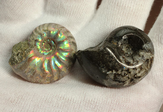 お年玉プライスでご紹介！産地の異なる２種類のアンモナイトセット(Ammonite)（その1）