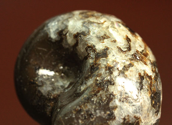お年玉プライスでご紹介！産地の異なる２種類のアンモナイトセット(Ammonite)（その10）