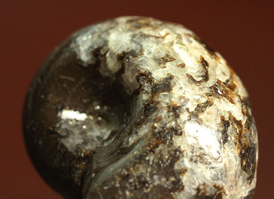 お年玉プライスでご紹介!産地の異なる2種類のアンモナイトセット(Ammonite)(その10)