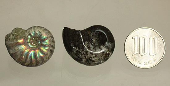 お年玉プライスでご紹介!産地の異なる2種類のアンモナイトセット(Ammonite)(その11)