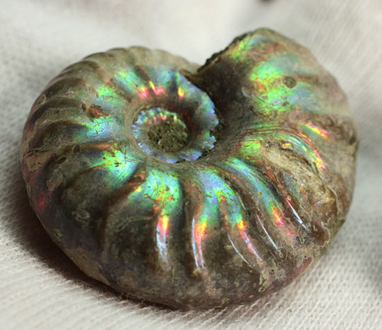 お年玉プライスでご紹介！産地の異なる２種類のアンモナイトセット(Ammonite)（その2）