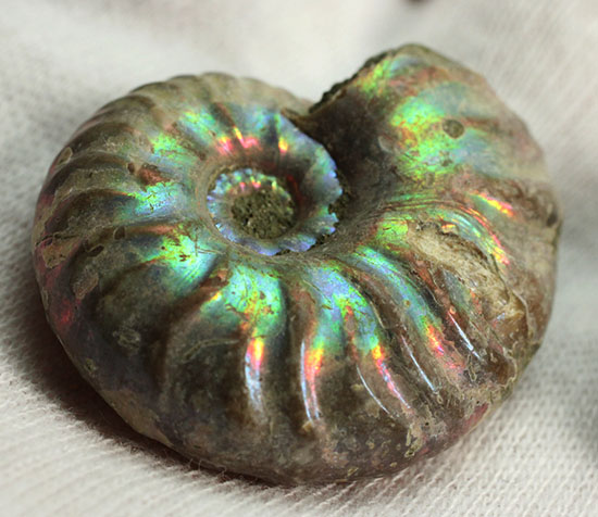 お年玉プライスでご紹介!産地の異なる2種類のアンモナイトセット(Ammonite)(その2)