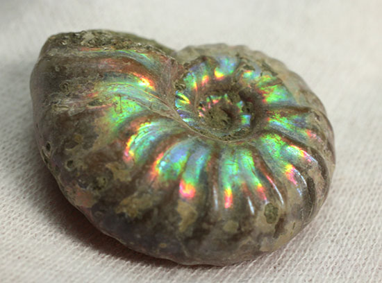 お年玉プライスでご紹介！産地の異なる２種類のアンモナイトセット(Ammonite)（その3）