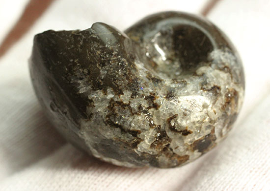 お年玉プライスでご紹介!産地の異なる2種類のアンモナイトセット(Ammonite)(その4)