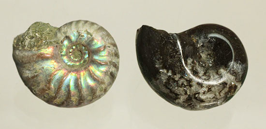 お年玉プライスでご紹介!産地の異なる2種類のアンモナイトセット(Ammonite)(その5)