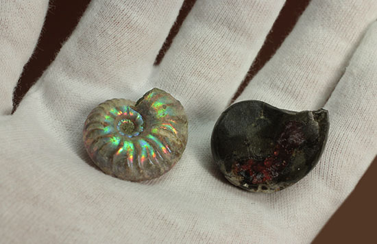 お年玉プライスでご紹介!産地の異なる2種類のアンモナイトセット(Ammonite)(その6)