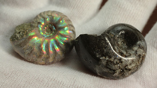 お年玉プライスでご紹介！産地の異なる２種類のアンモナイトセット(Ammonite)（その7）