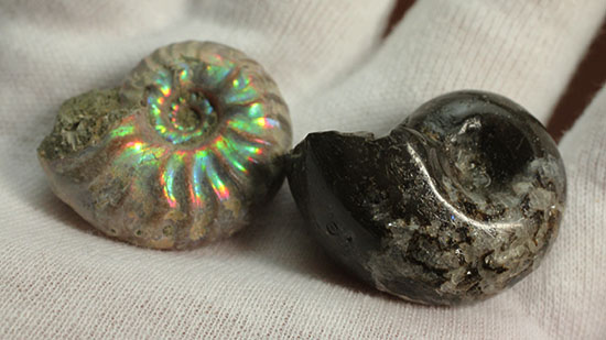 お年玉プライスでご紹介!産地の異なる2種類のアンモナイトセット(Ammonite)(その7)