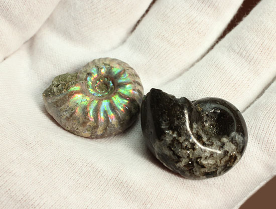 お年玉プライスでご紹介！産地の異なる２種類のアンモナイトセット(Ammonite)（その8）