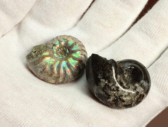 お年玉プライスでご紹介!産地の異なる2種類のアンモナイトセット(Ammonite)(その8)