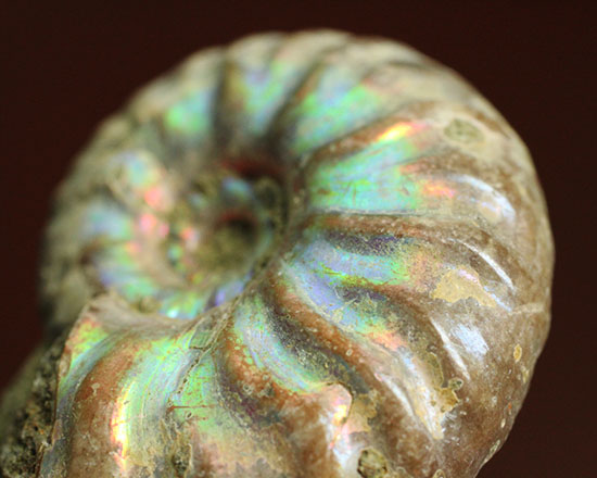 お年玉プライスでご紹介!産地の異なる2種類のアンモナイトセット(Ammonite)(その9)