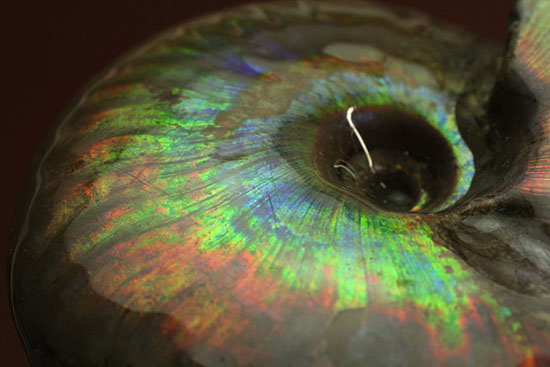 フルスペクトルを味わえる、イリデッセンス(iridescence)を有するクレオ二セラス(その18)