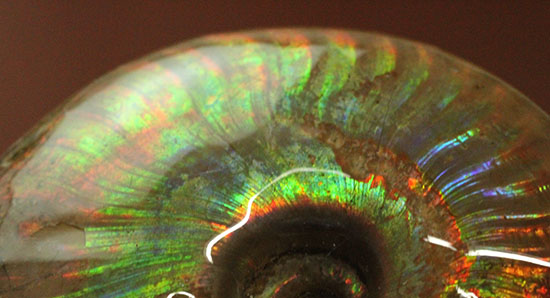 フルスペクトルを味わえる、イリデッセンス(iridescence)を有するクレオ二セラス(その9)