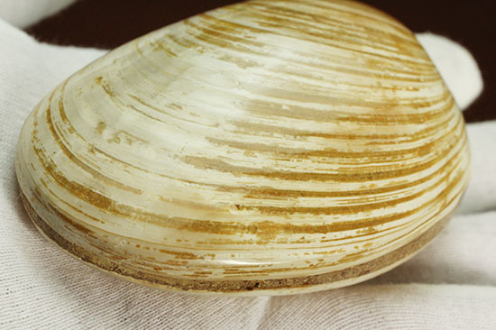 手触りの良い1億4000万年前の海化石、二枚貝(Bivalve)/中生代ジュラ紀（1億9500万 -- 1億3500万年前）【ot734】