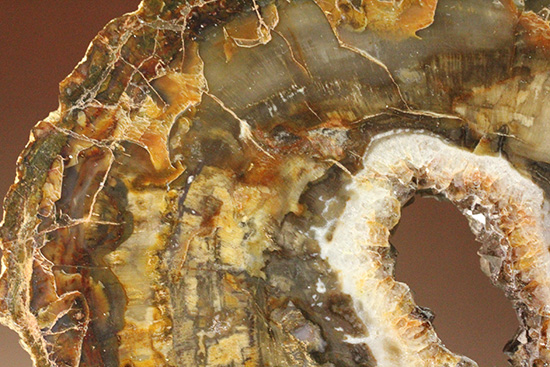 秀逸標本！約2億4800万年前の多彩色木化石、珪化木（ケイカボク）（その11）
