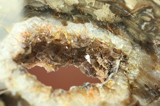 秀逸標本！約2億4800万年前の多彩色木化石、珪化木（ケイカボク）（その14）