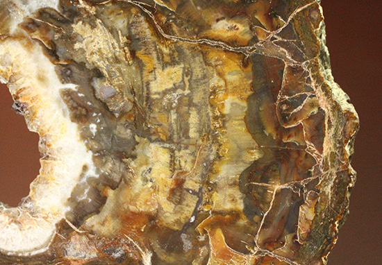 秀逸標本！約2億4800万年前の多彩色木化石、珪化木（ケイカボク）（その17）