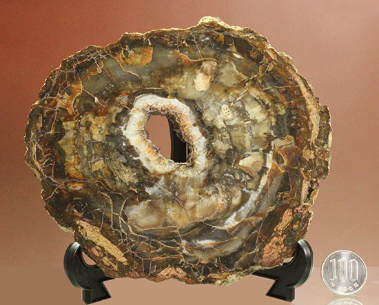 秀逸標本！約2億4800万年前の多彩色木化石、珪化木（ケイカボク）（その18）