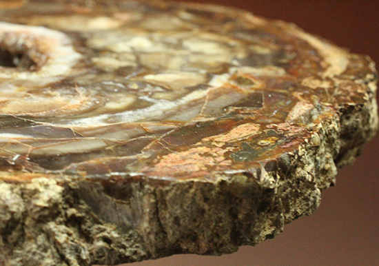 秀逸標本！約2億4800万年前の多彩色木化石、珪化木（ケイカボク）（その9）