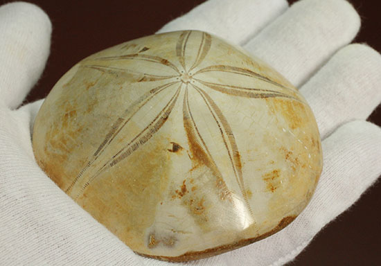 可憐な花びらのようなフォルムです。棘皮動物ウ二化石(Echinoid)(その11)