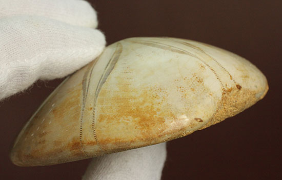 可憐な花びらのようなフォルムです。棘皮動物ウ二化石(Echinoid)(その12)