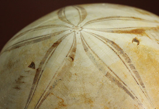 可憐な花びらのようなフォルムです。棘皮動物ウ二化石(Echinoid)(その13)