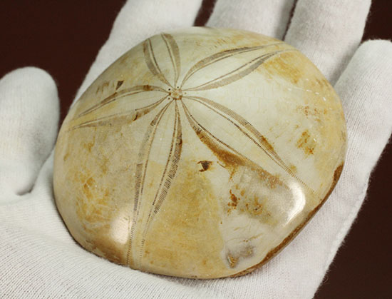 可憐な花びらのようなフォルムです。棘皮動物ウ二化石(Echinoid)(その14)