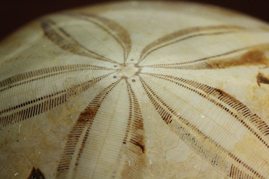 可憐な花びらのようなフォルムです。棘皮動物ウ二化石(Echinoid)(その15)