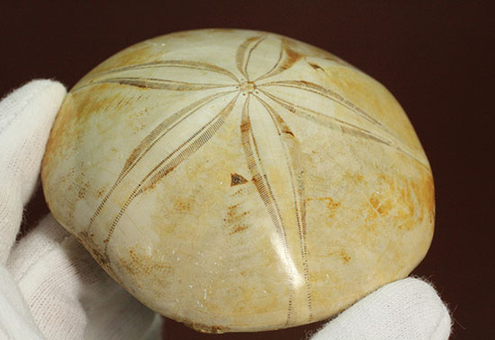可憐な花びらのようなフォルムです。棘皮動物ウ二化石(Echinoid)(その16)