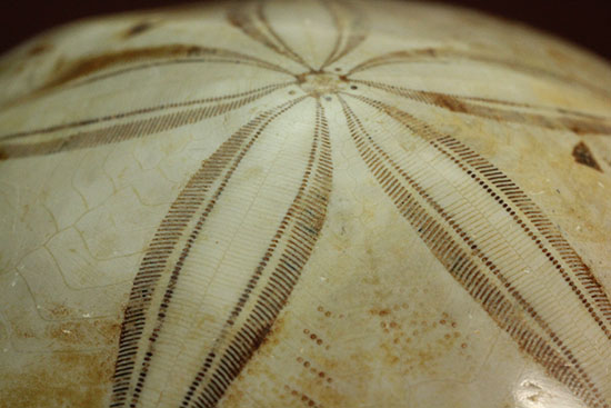 可憐な花びらのようなフォルムです。棘皮動物ウ二化石(Echinoid)(その17)